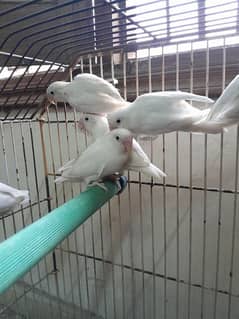 Albino split red eye Breeder pair