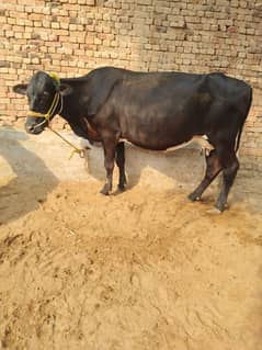 cow