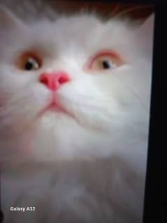 Persion cat