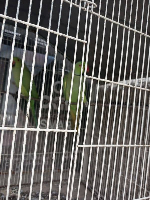 Ringneck pair read add. . ! 0