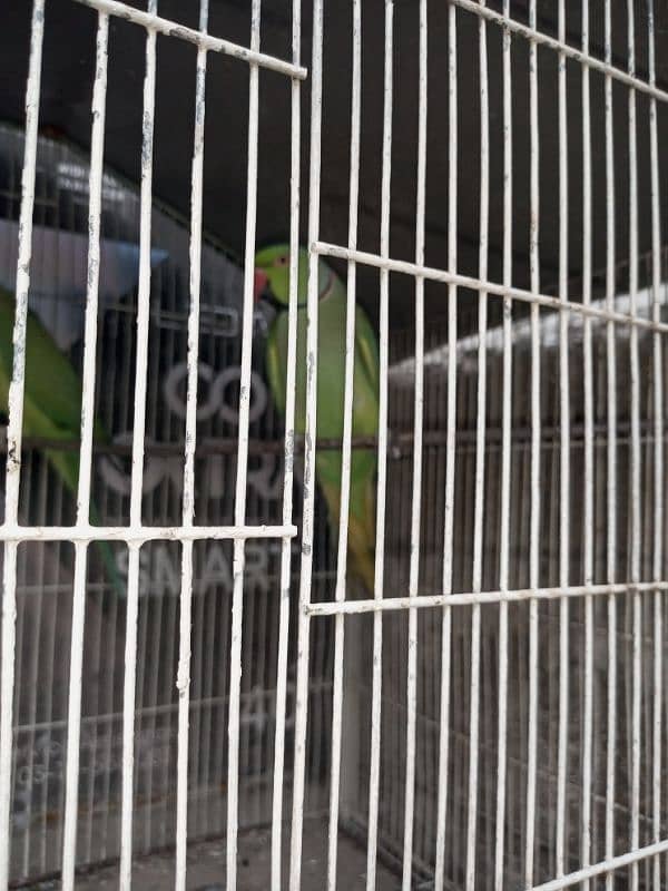 Ringneck pair read add. . ! 1