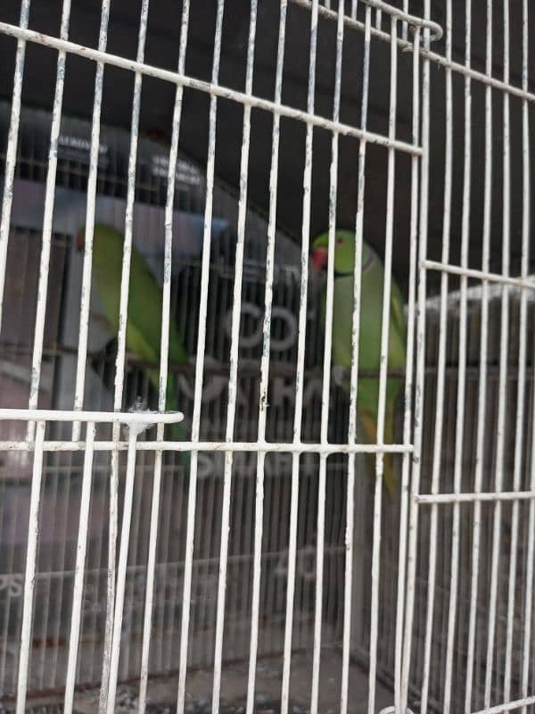 Ringneck pair read add. . ! 2