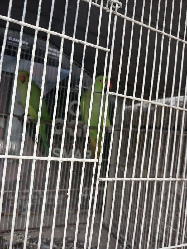 Ringneck pair read add. . ! 3