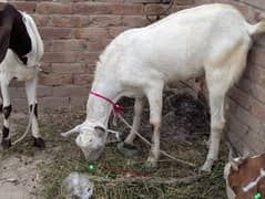 sindhi bakrey available for sale