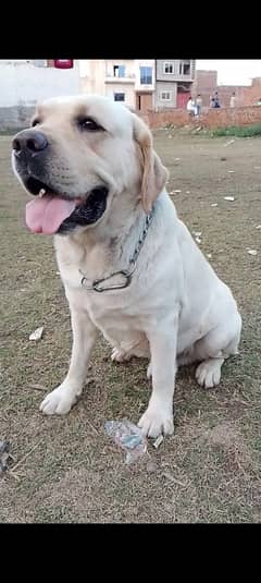 For