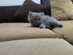 Persian kittens
