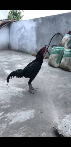 thai and pakistani aseel eggs available