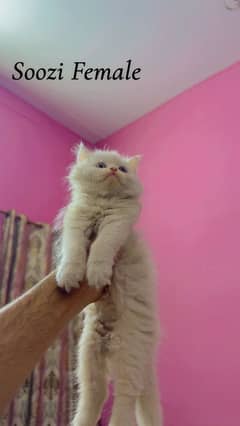 cat kitten white colour /persian/double coat age 2months