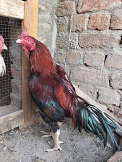 lakha Murga for sale
