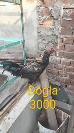 aseel morga others home breed full active phata