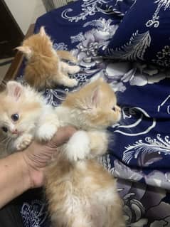 Persian