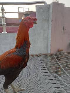 redis colour