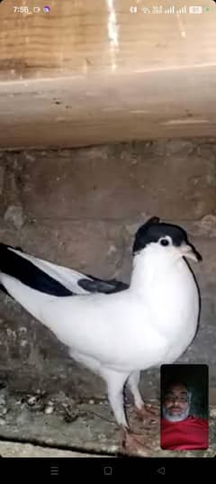Blak sherazei