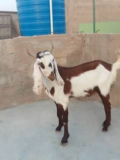 2 dant bakra ha bahi bilkul okay ha Bakra