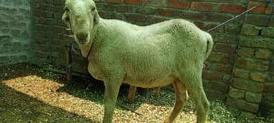 Qurbani Bakra for sale contact 03034874848