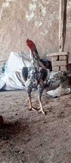 Shamo and chicks for sale best quality.  WhatsApp  03369094882