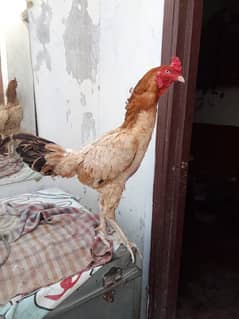 Age 15 month Breed of madiya