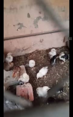 pure mianwali jawa aseel chicks,Age:1 month and 5 days, 1200 per choza