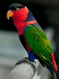 Talking Tamed Black Cap Lory