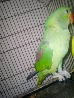 Raw Jumbo Size Parrot