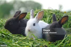 rabbit