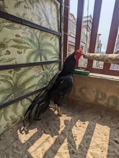 Mushka Aseel Patta for sale