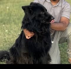 Black Shepard and black and tan German Shepard babies for sale