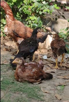 Aseel murga chicks