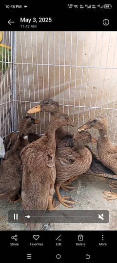 khaki Campbell Chicks