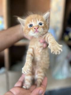 persion kitten Long Cout