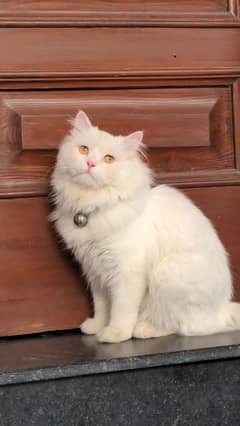 Persian cat