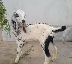 Pure Makhi Cheni Bakri