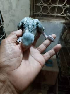 Ringneck parrot Chicks