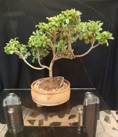Bonsai