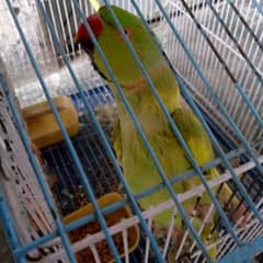 talking parrot