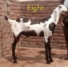 ablak bakra khassi 2 dant