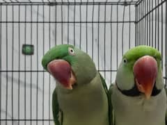 Raw parrots