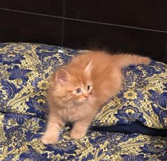 Persian Baby Male Cat
