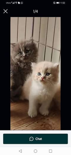 kitten