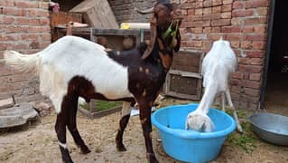 bakri