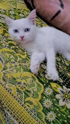 healthy and playful kitten for sell