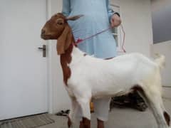 qurbani bakra