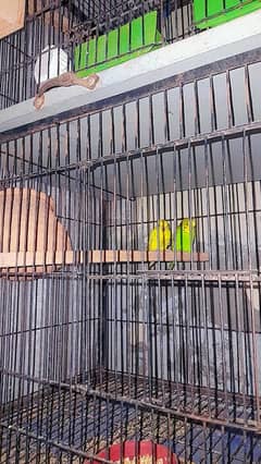 2 pair or 4 male