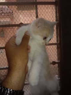 persian female kittens for sale