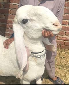 kajla chatra for sell