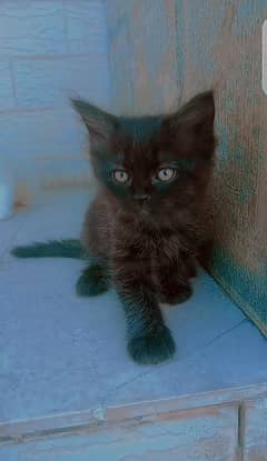 Urgently selling Kittens