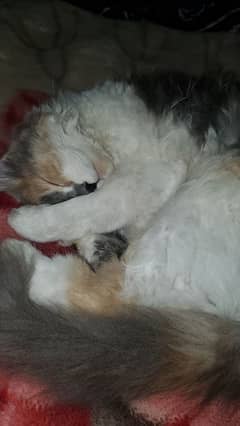 persian cat 6 month for sale urgently