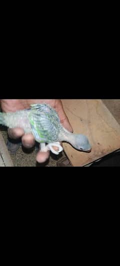 green ringneck 3 chick