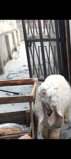 Kajla chatra for sale
