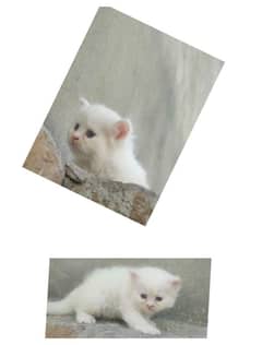 Persian cute kitten for sale